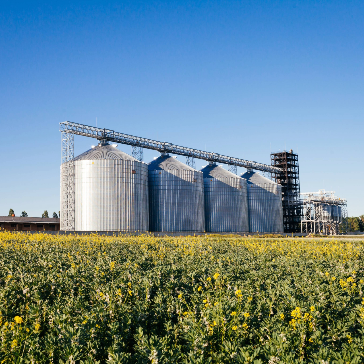 four silver silos in a wheat field